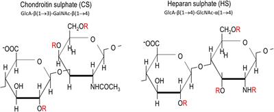 Proteoglycan Sulphation in the Function of the Mature Central Nervous System